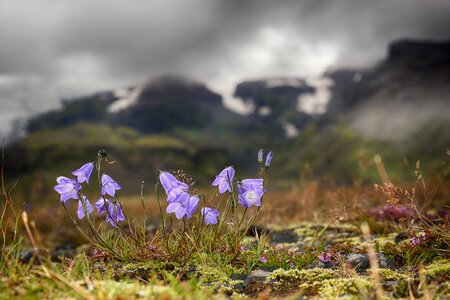 Mood iceland macro