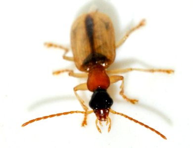Demetrias-atricapillus-02-fws