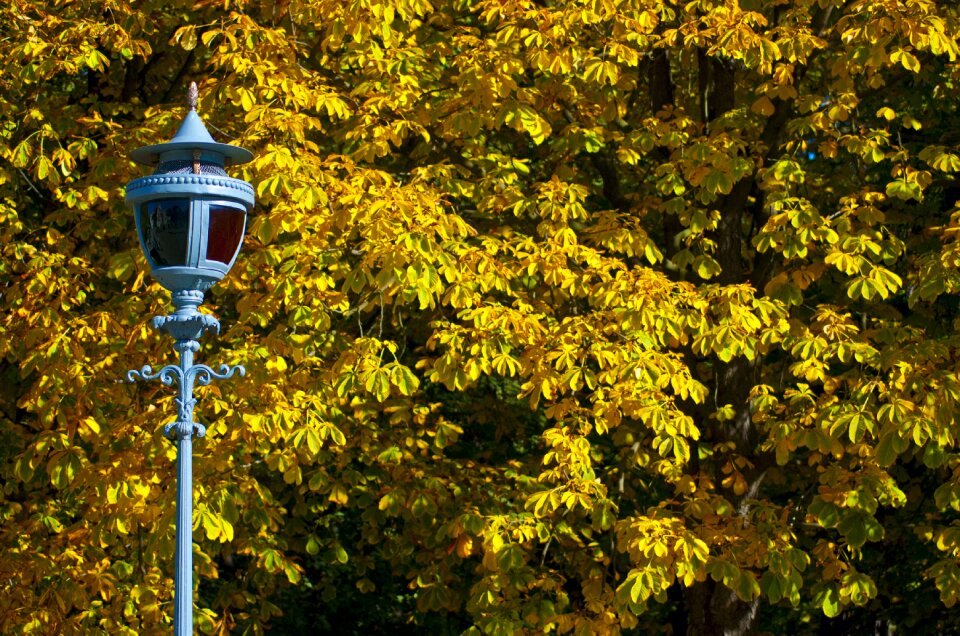 Yellow leaves gold park
