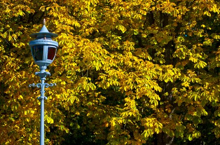 Yellow leaves gold park
