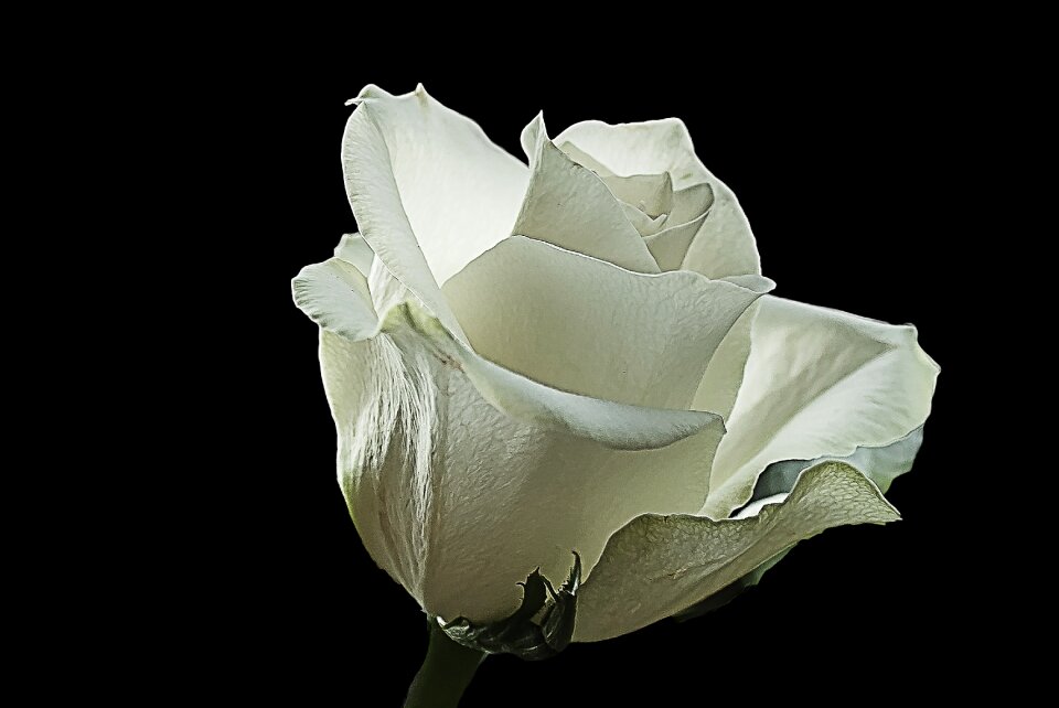 Creative nature wild rose