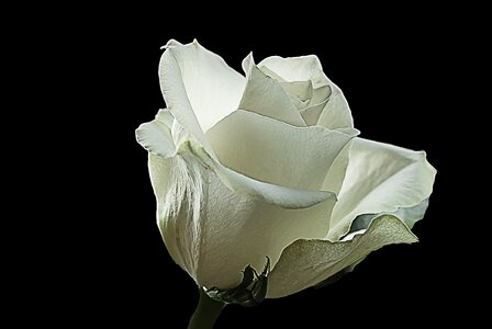Creative nature wild rose