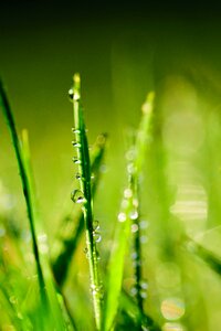 Dew drop grass photo
