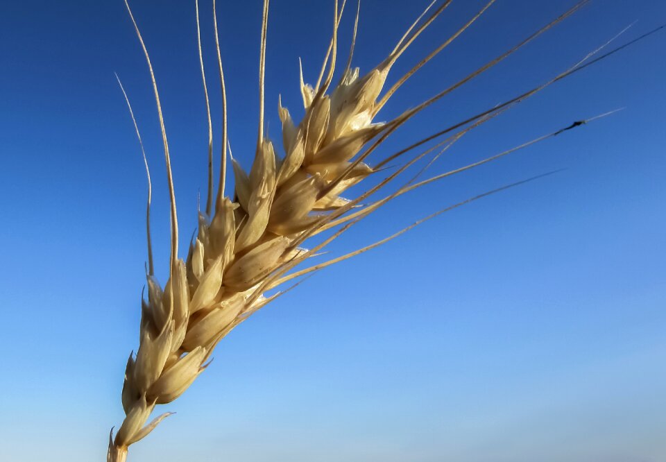 Yellow agriculture wheat field