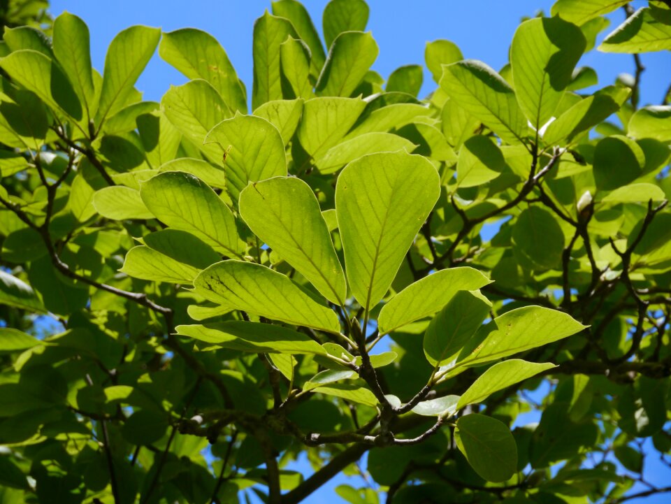 Natural wood woods