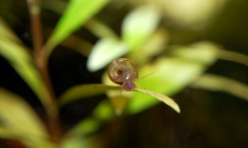 Snail animal water creature