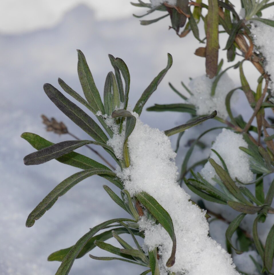 Winter wintry plant