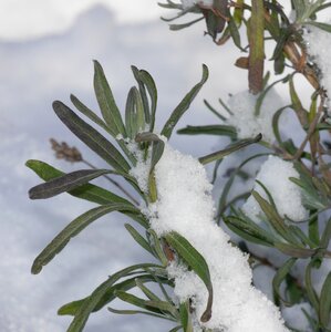 Winter wintry plant