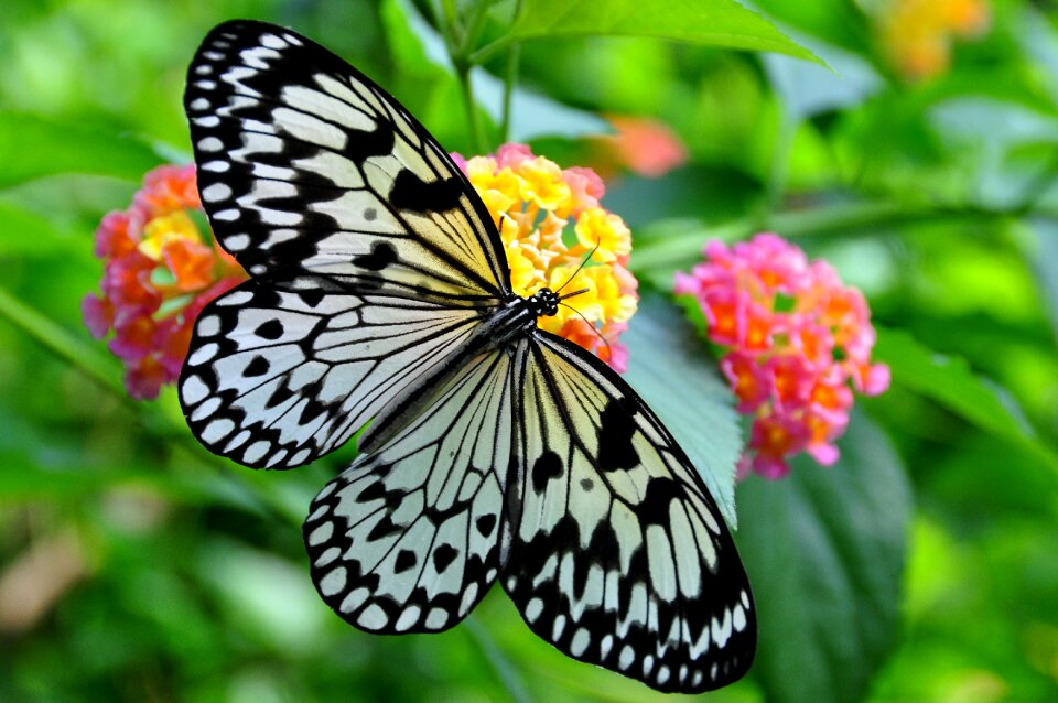 Rice paper paper kite pollen photo