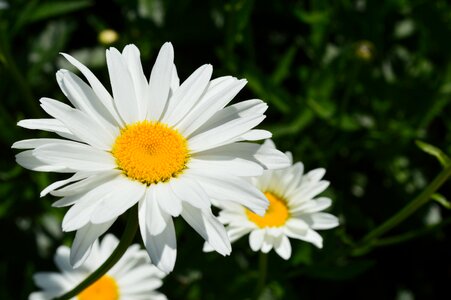 White daisies macro chamomile