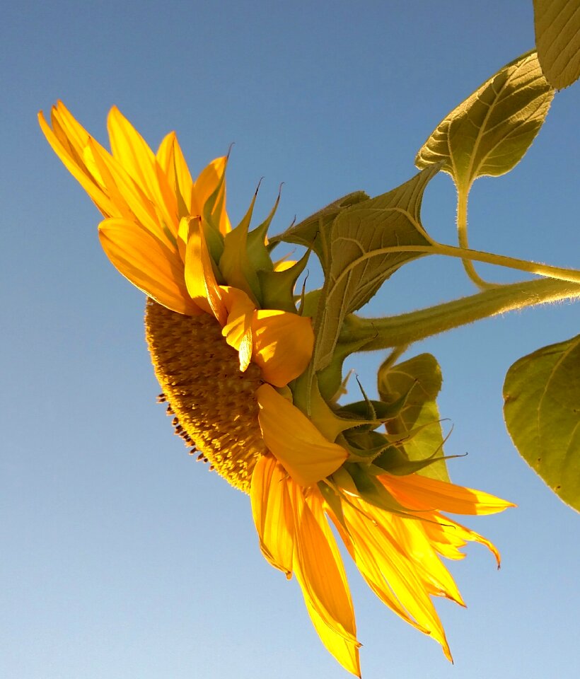 Flower yellow sky