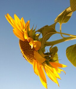Flower yellow sky