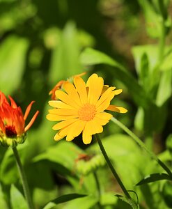 Nature flowers bright