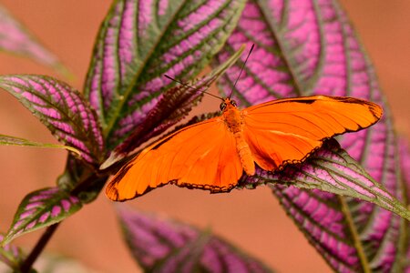 Wingspan orange butterfly julia