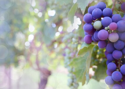 Vine grapevine fruit
