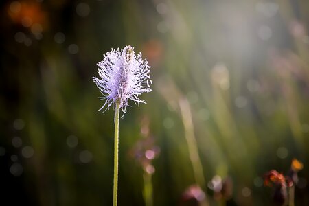 Plant nature pink