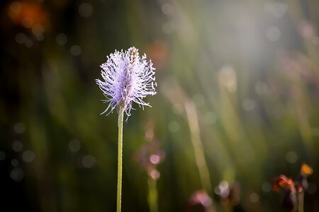 Plant nature pink photo