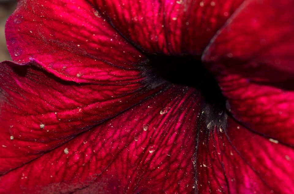 Flowers nature summer
