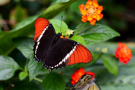 Wildlife banded brown