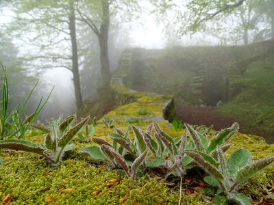 Fog moss autumn