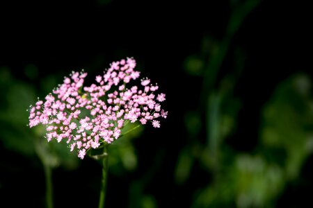 Bloom pink flowers small flowers