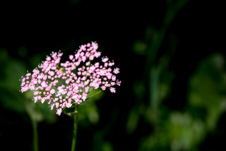 Bloom pink flowers small flowers photo