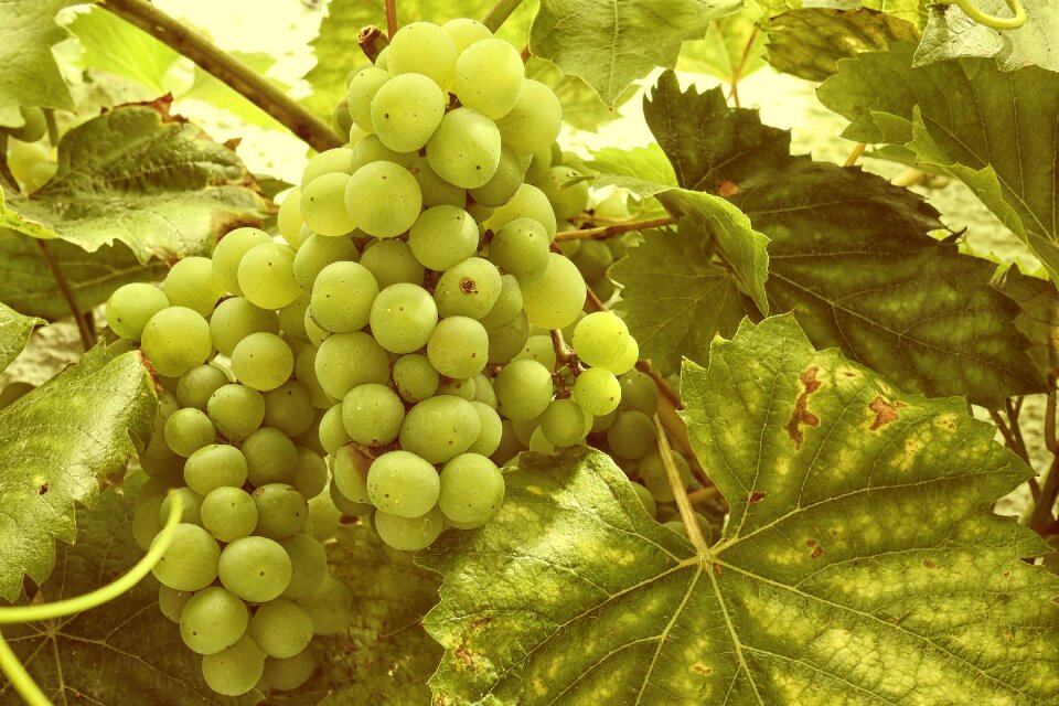 Vines stock rebstock green