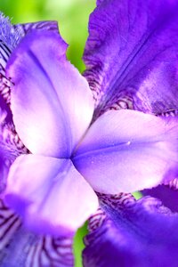 Flowers nature plant