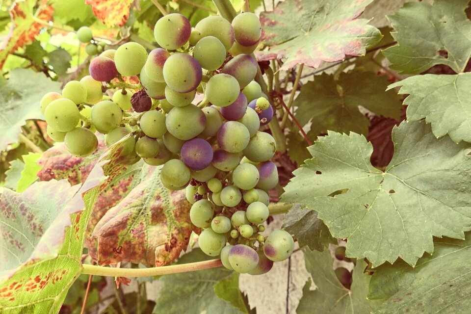 Vines stock rebstock green