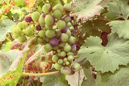 Vines stock rebstock green