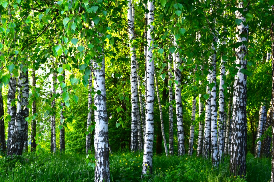 Spring greens nature