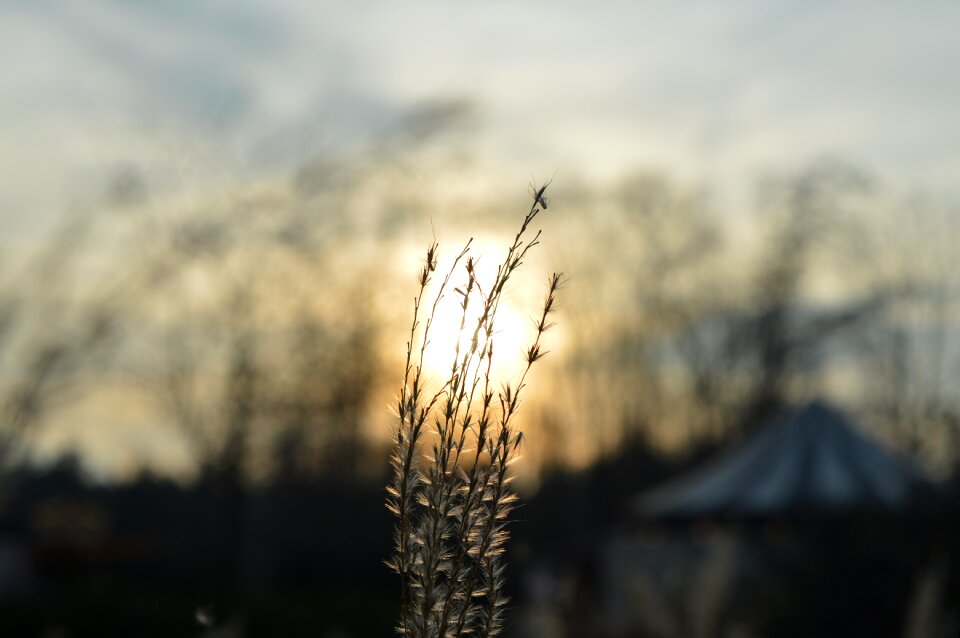 Sunset grass circus