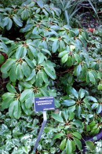 Daphniphyllum macropodum - San Francisco Botanical Garden - DSC00030