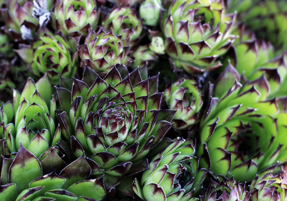 Flower plant grow