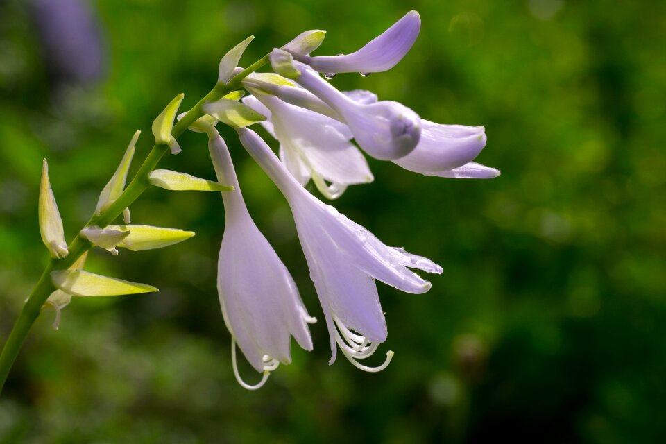 Agavengewächs asparagus-like blossom