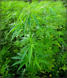 Drugs hashish ganja