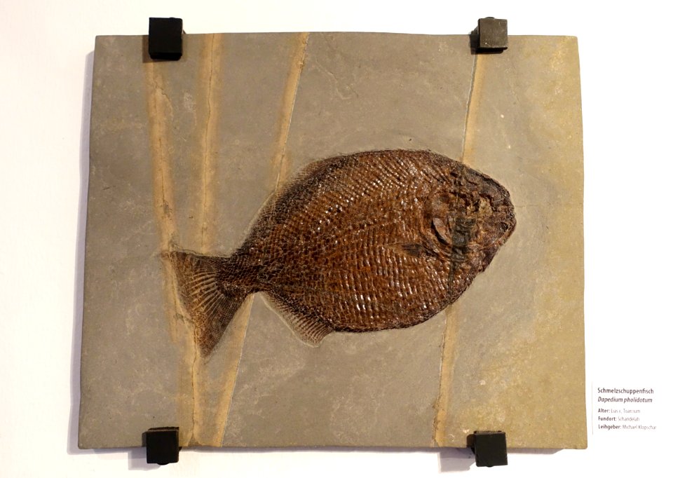 Dapedium pholidotum - Naturhistorisches Museum, Braunschweig, Germany - DSC05185