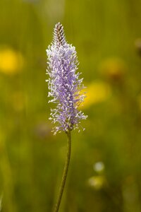 Grassland plants seeds plantain photo