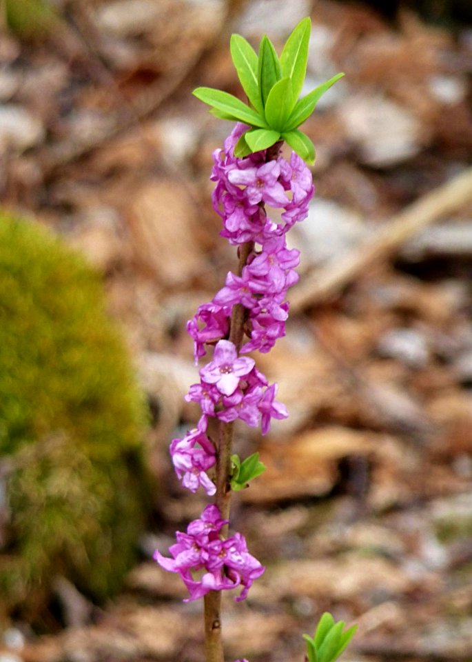 Daphne mezereum - Seidelbast Zwiesel