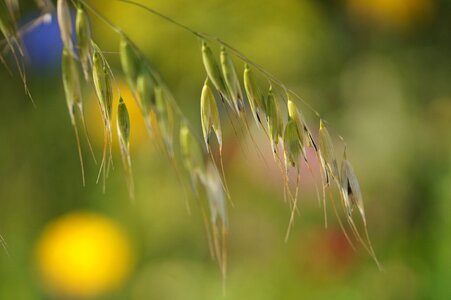 Meadow nature close up