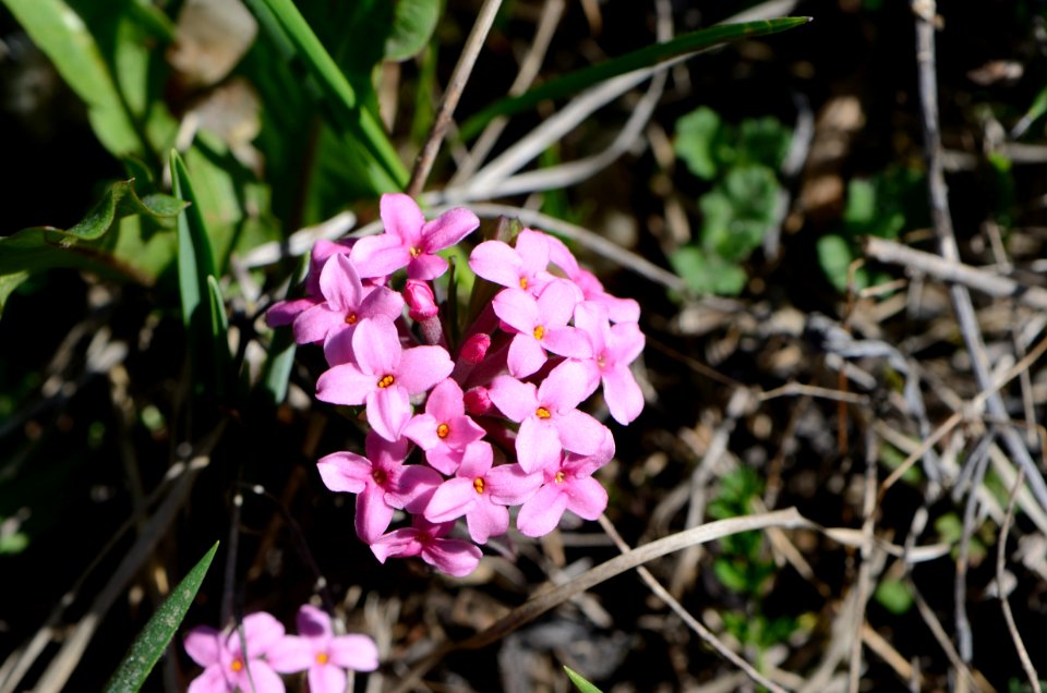 Daphne cneorum blühend