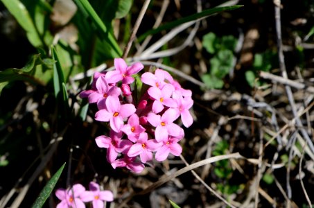 Daphne cneorum blühend photo