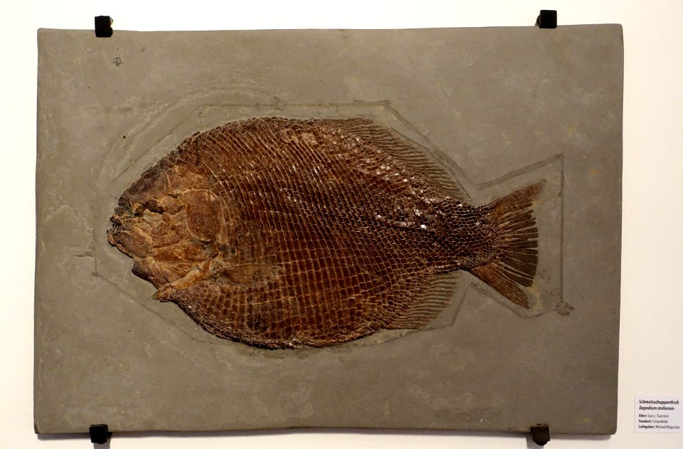 Dapedium stollorum - Naturhistorisches Museum, Braunschweig, Germany - DSC05179