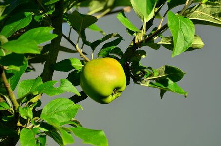 Fruit kernobstgewaechs branch
