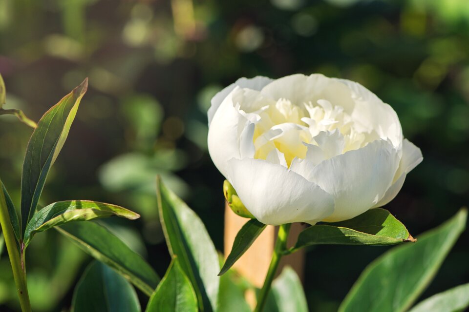White flower blossom bloom
