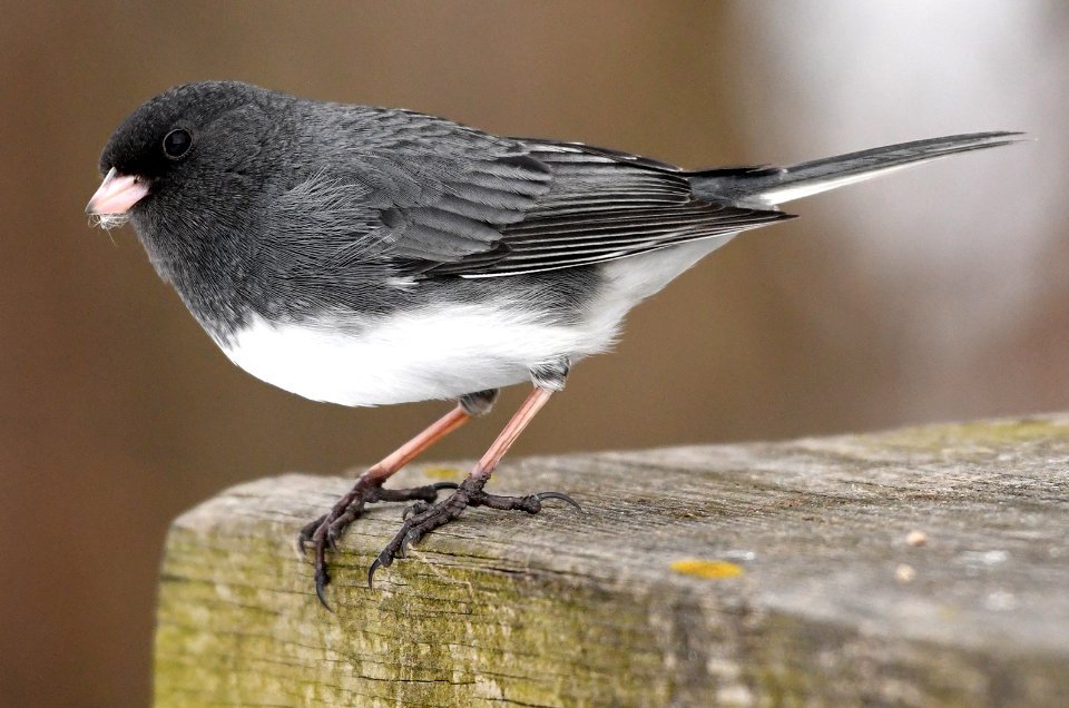 Dark Eyed Junco (197460705)