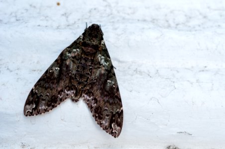Dark butterfly