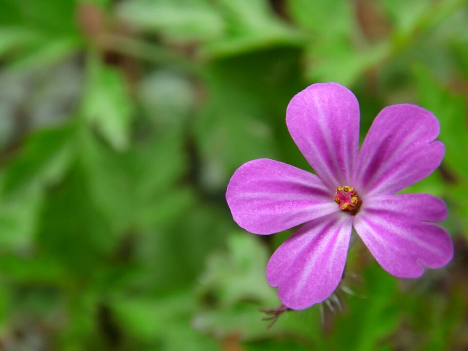 Purple flower bloom nice