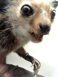Daubentonia madagascariensis - Naturmuseum Senckenberg - DSC02085