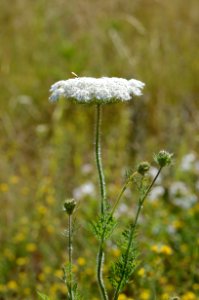 Daucus carota habitus